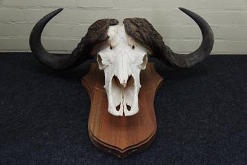 Cape Buffalo Schedel - Syncerus caffer - 32 cm - 98 cm - 72, Nieuw