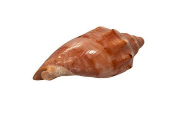 Rode walzenschnecke: Cymbiola rutila (130 mm) – Spectaculair, Nieuw