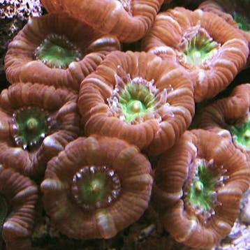Caulastrea Echinulata (Groen Hart) S (2-3 koppen), Verzenden