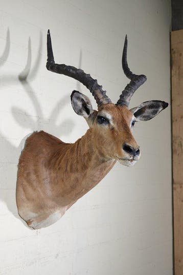 Impala Support mural pour taxidermie - Aepyceros melampus -