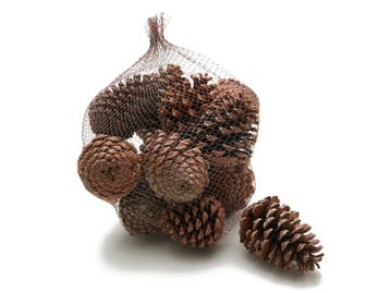 Dennenappels maritima grote dennenappel naturel 12cm 12, Nieuw