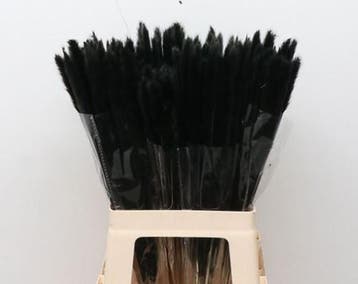Dried Pampas Fluffy Antraciet 50-70 gr, Nieuw