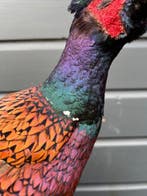 Fazant Taxidermie volledige montage - Phasianus colchicus -