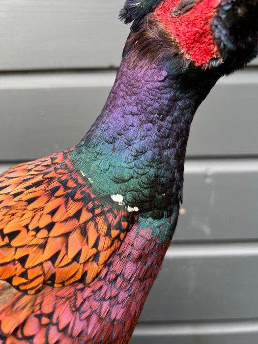 Fazant Taxidermie volledige montage - Phasianus colchicus -, Collections, Collections Animaux