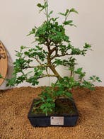 Bonsai tree - Morus - Hoogte (boom): 37 cm - Diepte (boom):