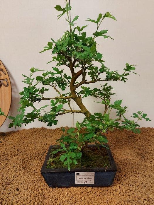 Bonsai tree - Morus - Hoogte (boom): 37 cm - Diepte (boom):, Antiek en Kunst, Curiosa en Brocante