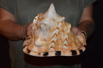 Escargot de mer Coquillage marin - S-462 CASSIS TUBEROSA, Nieuw
