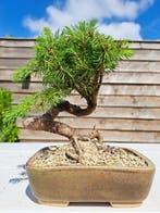 Spar bonsai (Picea) - Hoogte (boom): 16 cm - Diepte (boom):