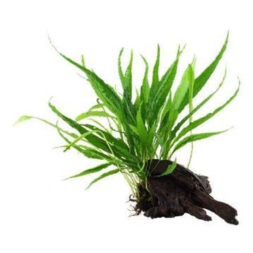 Microsorum pteropus op hout, Verzenden