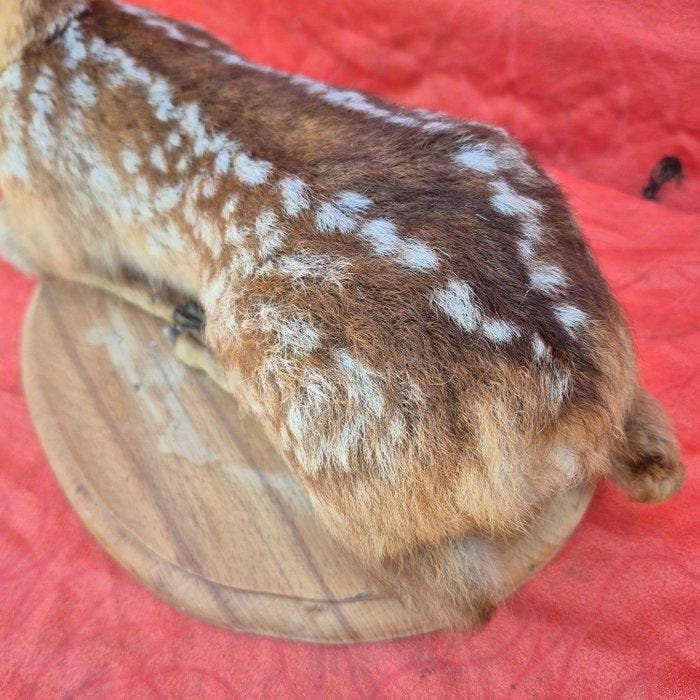 Faon de Cerf - Taxidermie wandmontage - Cervus elaphus -, Collections, Collections Animaux