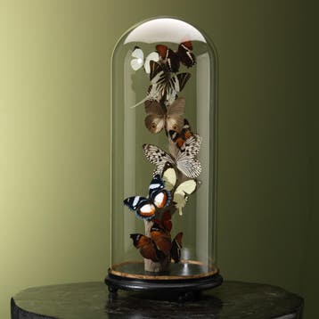 Vlinders in Antieke Stolp Taxidermie Opgezette Dieren By Max, Ophalen of Verzenden, Opgezet dier