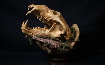 Holenbeer Taxidermie replica montage - Mors in Ortu -