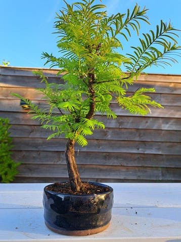metasequoia bonsai in bonsaischaal - Hoogte (boom): 30 cm -, Antiek en Kunst