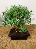 Japanese holly bonsai (Ilex crenata) - Hoogte (boom): 23 cm