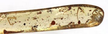 Copal - Barnsteen - Big chunk with many insects , including