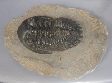 Fossiles - Squelette fossile - Hollardops mescoristata - 6, Collections