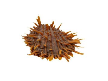 Verzamelitem: oranjekleurige stekelmossel (Spondylus, Nieuw
