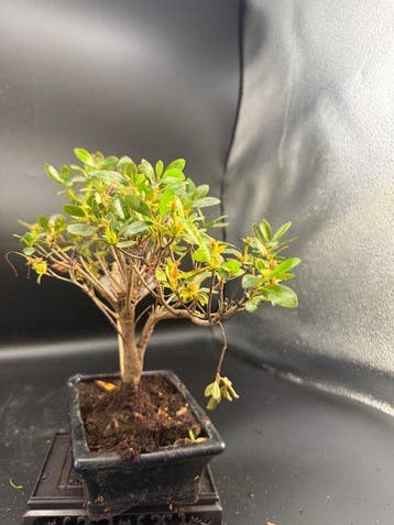 Bonsaï Azalée (Rhododendron) - Hauteur (arbre) : 22 cm -