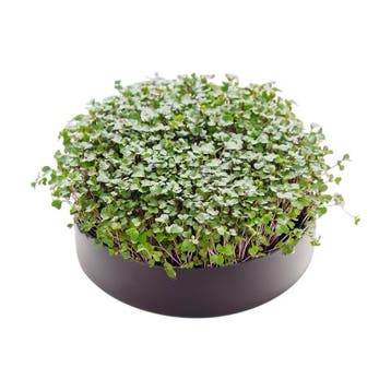 Mother - MicroPod  I  kweken van microgroenten, Verzenden, Nieuw