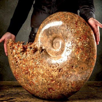 Massieve krijtperiode Phylloceras-ammoneet die een rijke