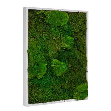 Mosschilderij Lappenmos-Bolmos 30x40 cm Gebroken Wit - Boras, Verzenden