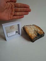 Mammouth laineux - Molaire fossile - MOLAR + HAIR, Collections