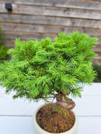 Spar bonsai (Picea) - Hoogte (boom): 23 cm - Diepte (boom):
