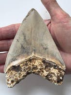 Megalodon tand 12,0 cm - Fossiele tand - Carcharocles, Verzamelen
