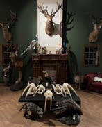 Taxidermie opgezette dieren koppen preparaten opgezet By Max, Ophalen of Verzenden, Nieuw, Overige soorten, Opgezet dier