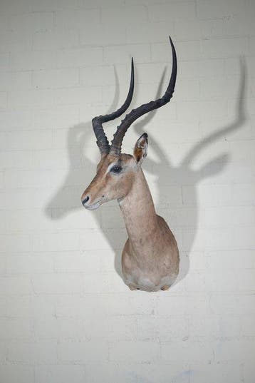 Impala Support mural pour taxidermie - Aepyceros, Verzamelen, Nieuw