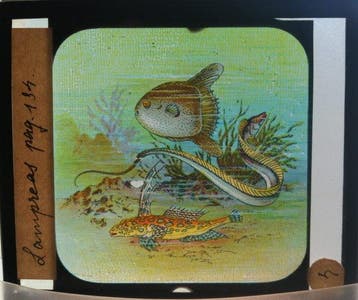 Antique 19th-Century Magic Lantern Glass Slides Collection -