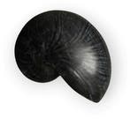 Nautilus schelp Resin Zwart 5x8x5 cm per stuk, Nieuw