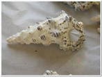 Cerithium Nodulosum schelpen 1 kilo, Hobby en Vrije tijd, Knutselen, Nieuw