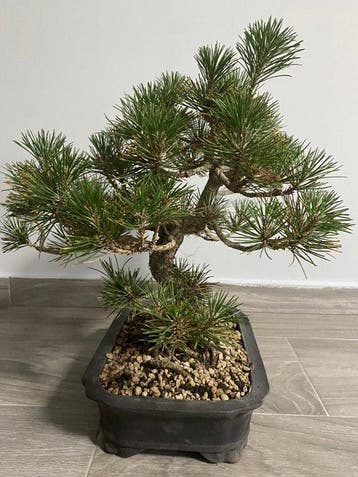 Bonsaï Pin (Pinus) - Hauteur (arbre) : 35 cm - Profondeur