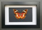 Vlinder Taxidermie volledige montage - Cethosia cyane - 10, Nieuw