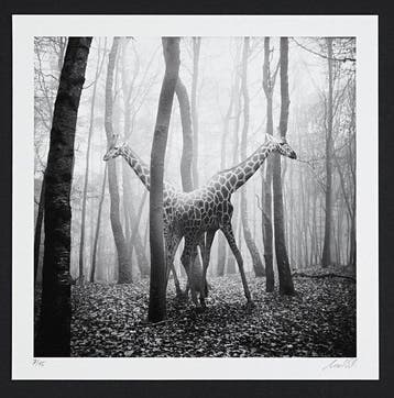 Frank Machalowski - No reserve - tierwald#116, Antiek en Kunst