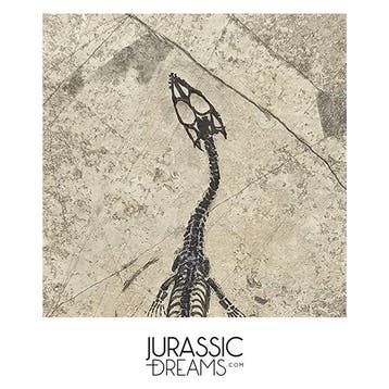 Mooi goed bewaard jong Keichousaurus hui, een marien reptiel