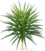 Latex Succulent 868685 Groen 12,5 cm per stuk, Nieuw