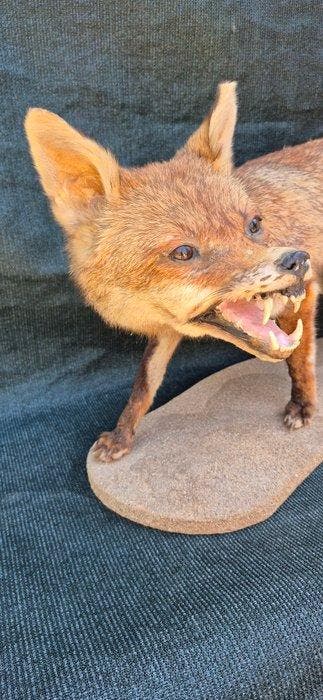Renard roux Support mural pour taxidermie - Vulpes vulpes -, Nieuw