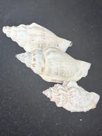 Zeeslak Zeeschelp - S-189 CANARIUM OLYDIUM/CANARIUM