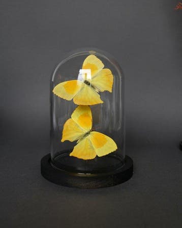 Vlinder Taxidermie volledige montage - Phoebis neocypris -