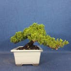 Jeneverbes bonsai (Juniperus) - Hoogte (boom): 14 cm -