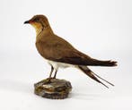 Zeepatrijs Taxidermie volledige montage - Glareola
