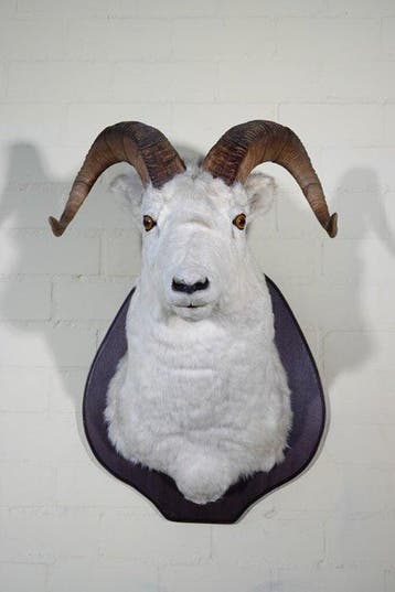 Montage sur l’épaule d’un mouton Dall Support mural pour, Nieuw
