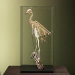 Andescondor Skelet Taxidermie Opgezette Dieren By Max, Ophalen of Verzenden, Opgezet dier