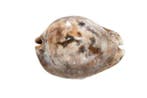 Overcast geërodeerd  met gegevensblad Taxidermie, Nieuw