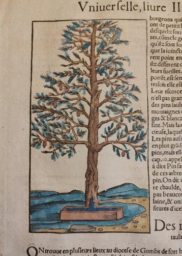 Sebastian Münster (1489–1552) - Cosmographie Universelle -, Antiek en Kunst