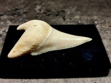 Witte haai Taxidermie volledige montage - Carcharodon, Nieuw