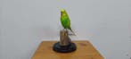 Perruche Support de corps entier pour taxidermie -