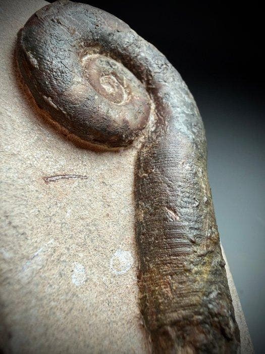 Prachtig cephalopodenfossiel - Gefossiliseerde schelp -, Verzamelen, Mineralen en Fossielen